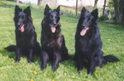 Braxi, Arden, and Ceth, Epix Belgian Sheepdogs