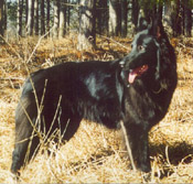 Epix Black Gryphon, from our first Epix litter