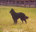 At the park: Murphy, September 2001