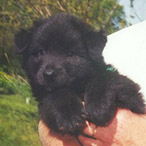 Epix Beowulf as a puppy